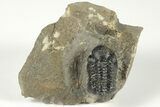 Detailed Reedops Trilobite - Atchana, Morocco #204124-2